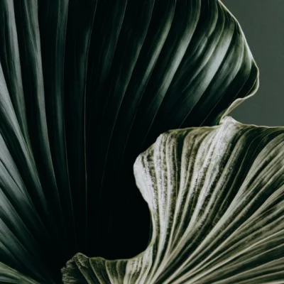 Sensory Edit Botanical Image